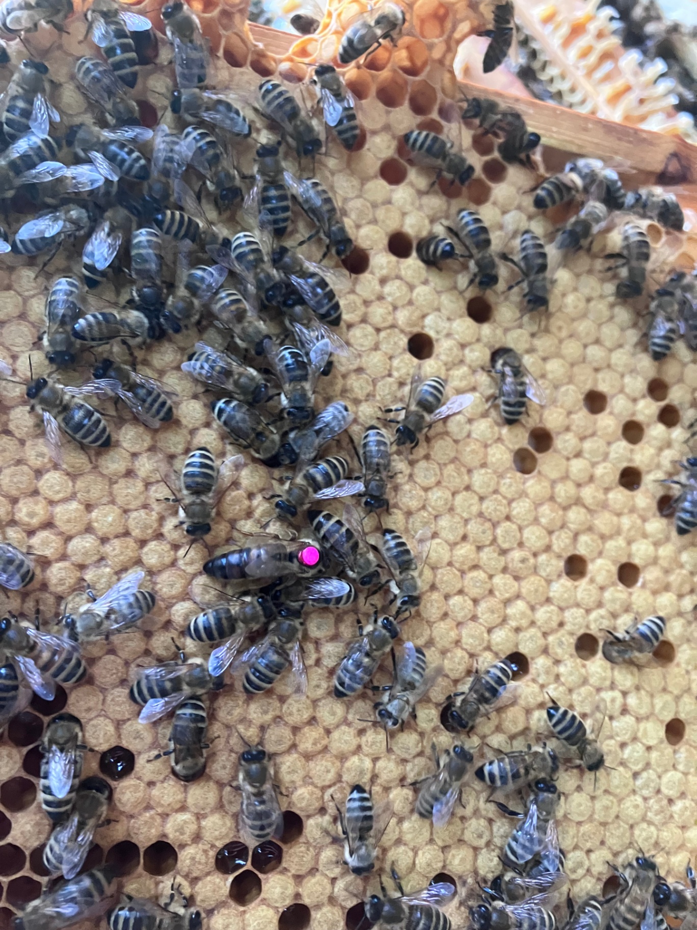 Bienen im Jahreslauf
